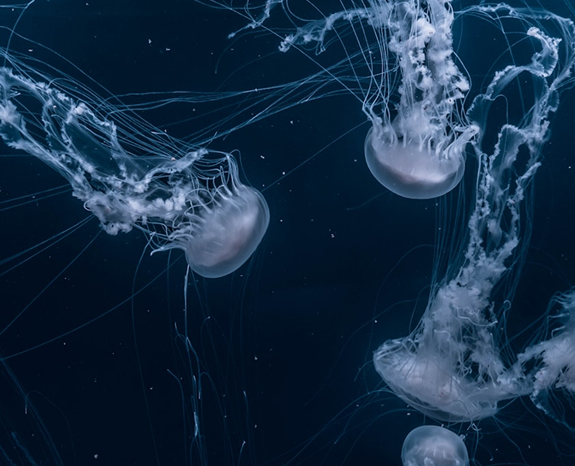 Looking Beyond: The Future of Ocean Conservation